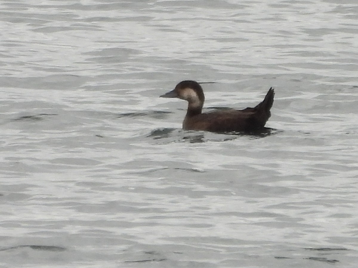 Black Scoter - ML644113677