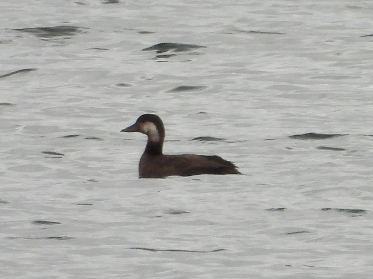 Black Scoter - ML644113678
