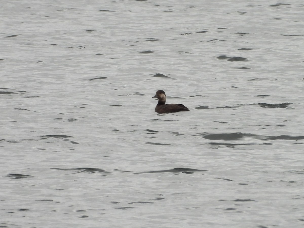 Black Scoter - ML644113679