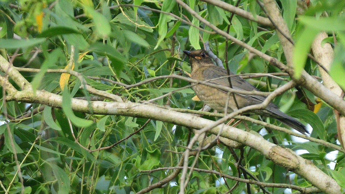 Indian Blackbird - ML644113707