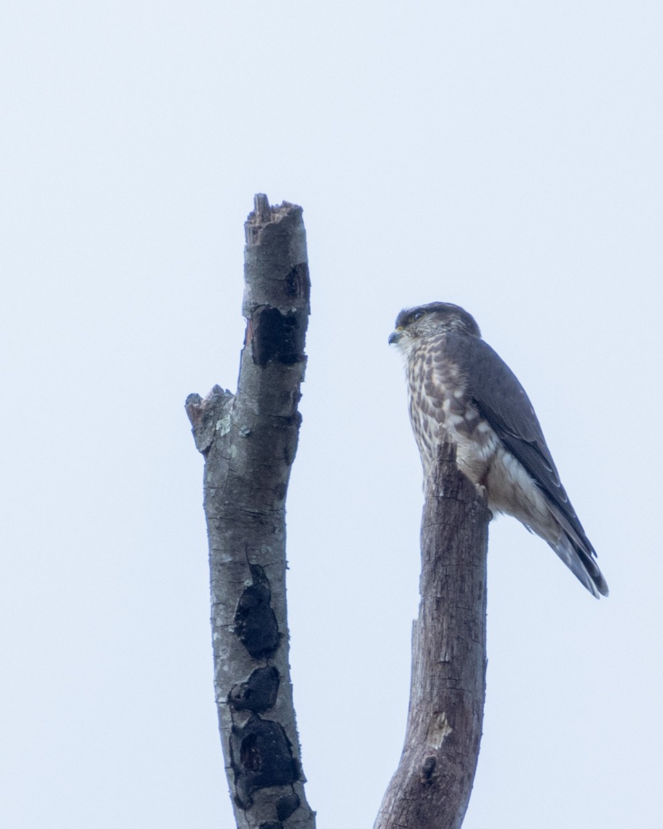 Merlin - ML644113729