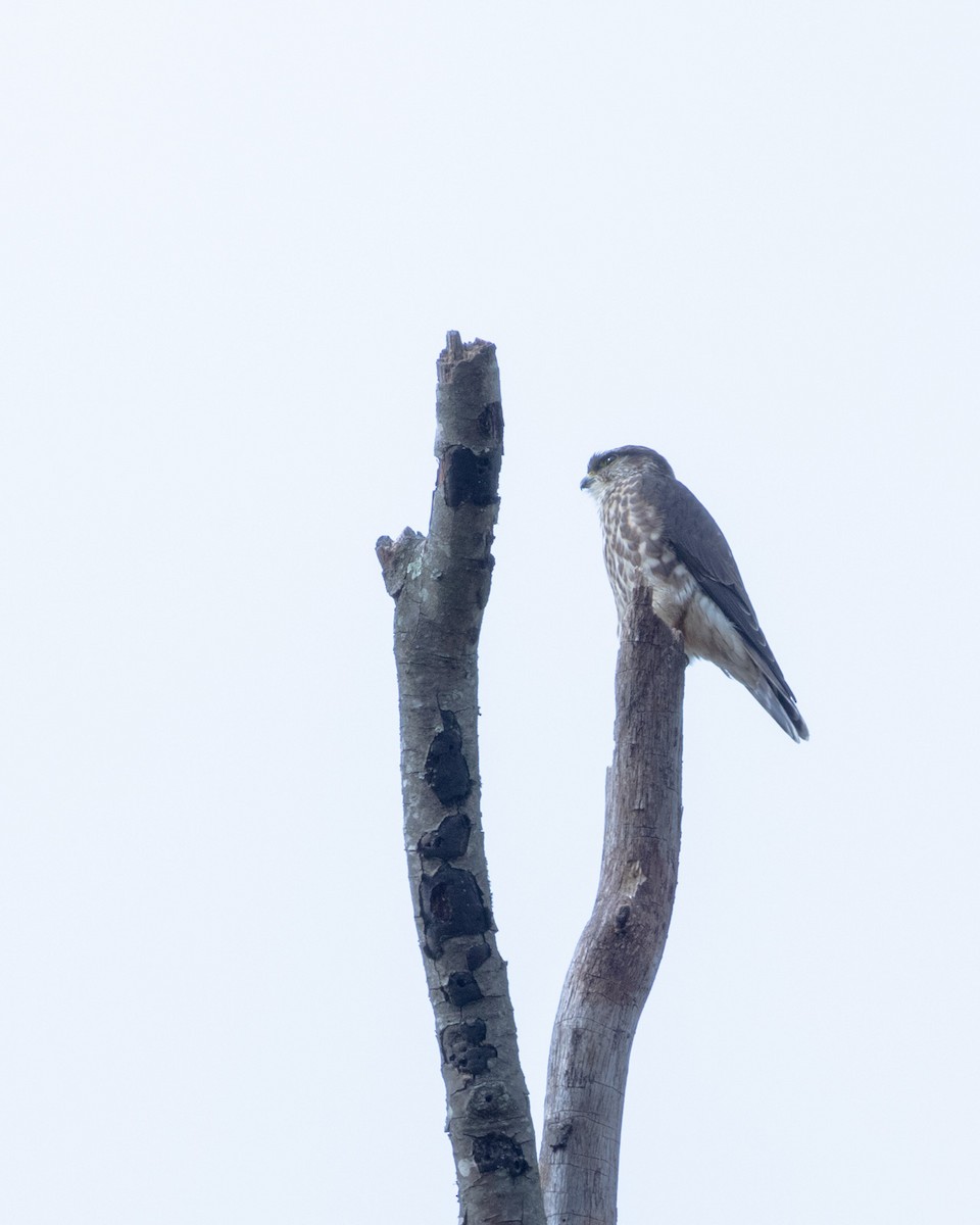 Merlin - ML644113730