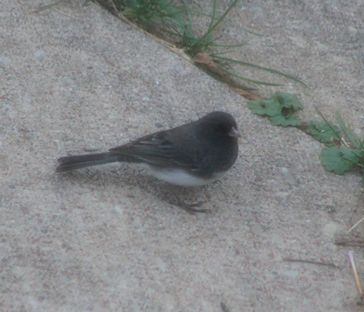 Dark-eyed Junco - ML644113738