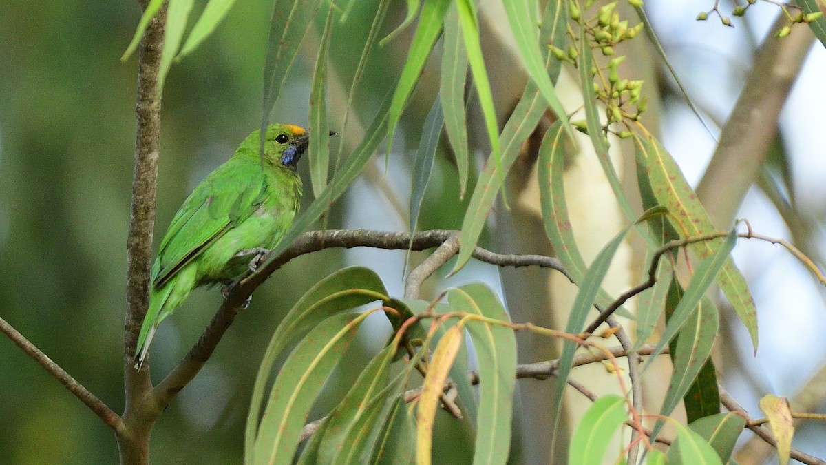 Golden-fronted Leafbird - ML644113756