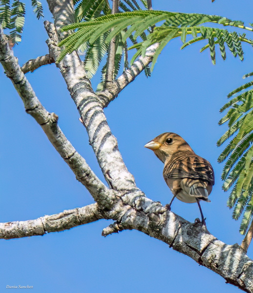 Indigo Bunting - ML644113758