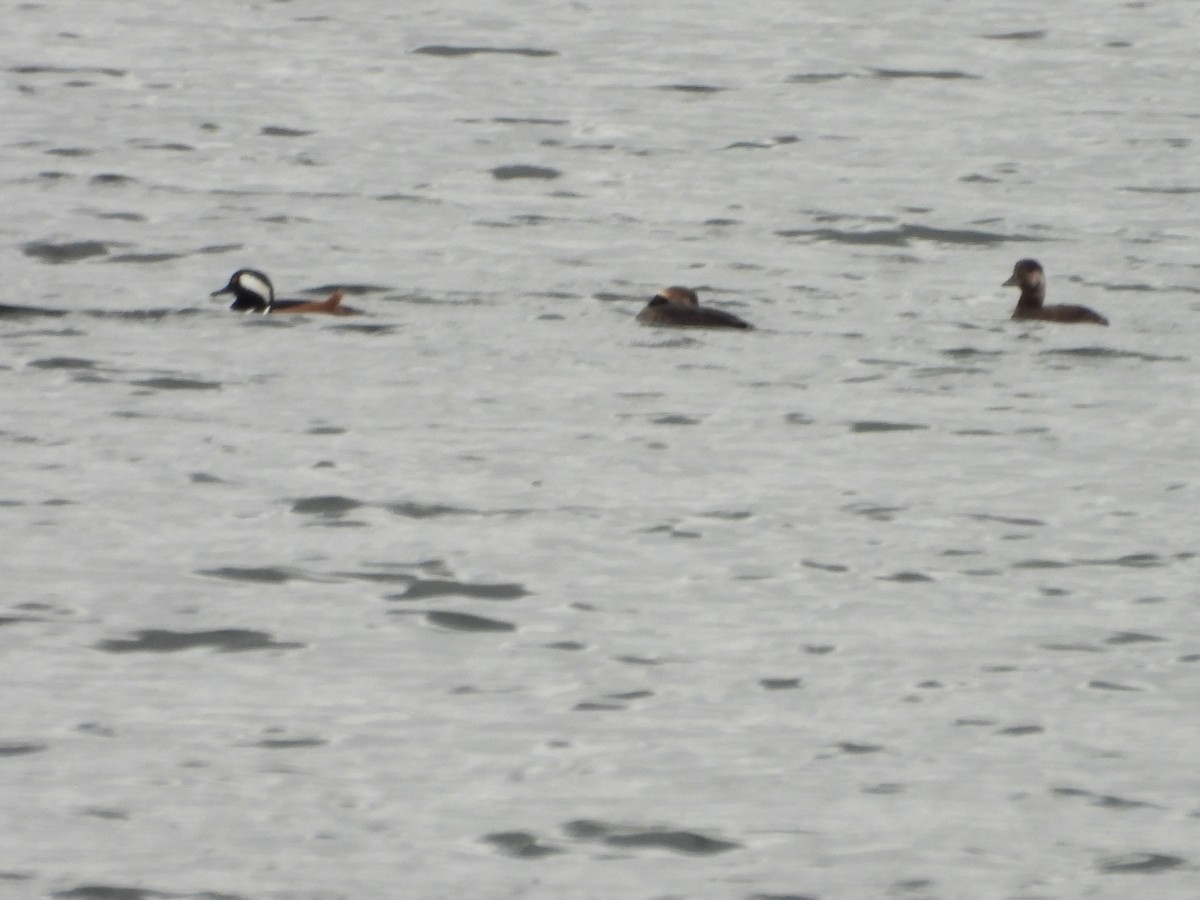 Hooded Merganser - ML644113765