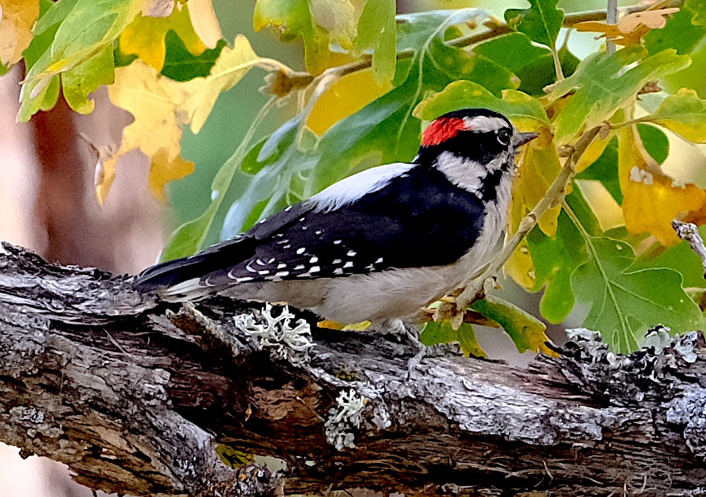 Downy Woodpecker - ML644113768