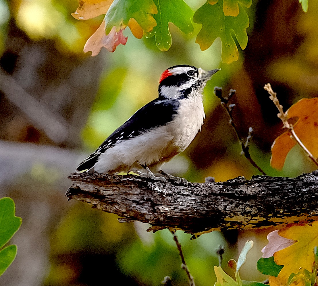 Downy Woodpecker - ML644113769
