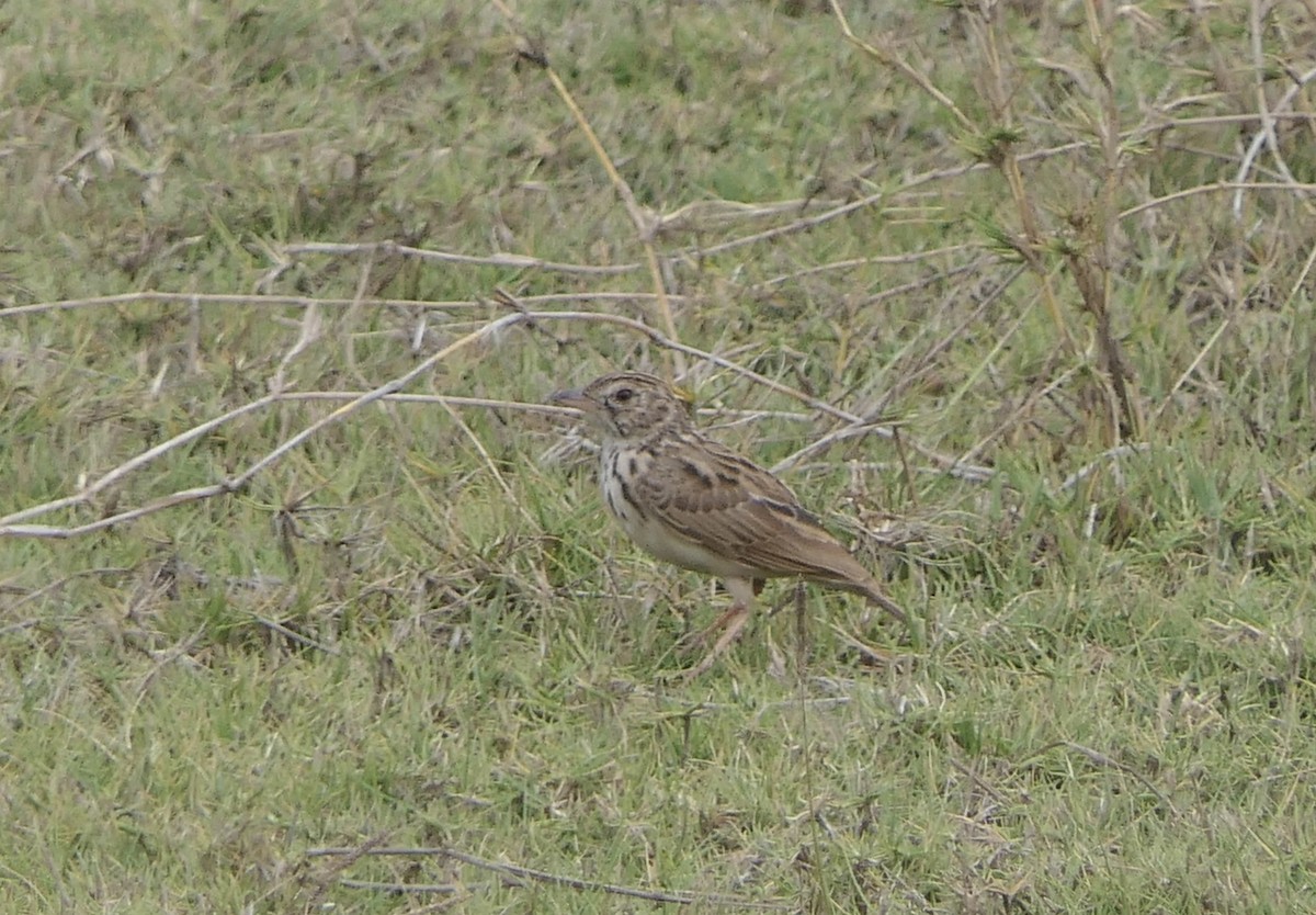 Madagaskarlerche - ML644113776
