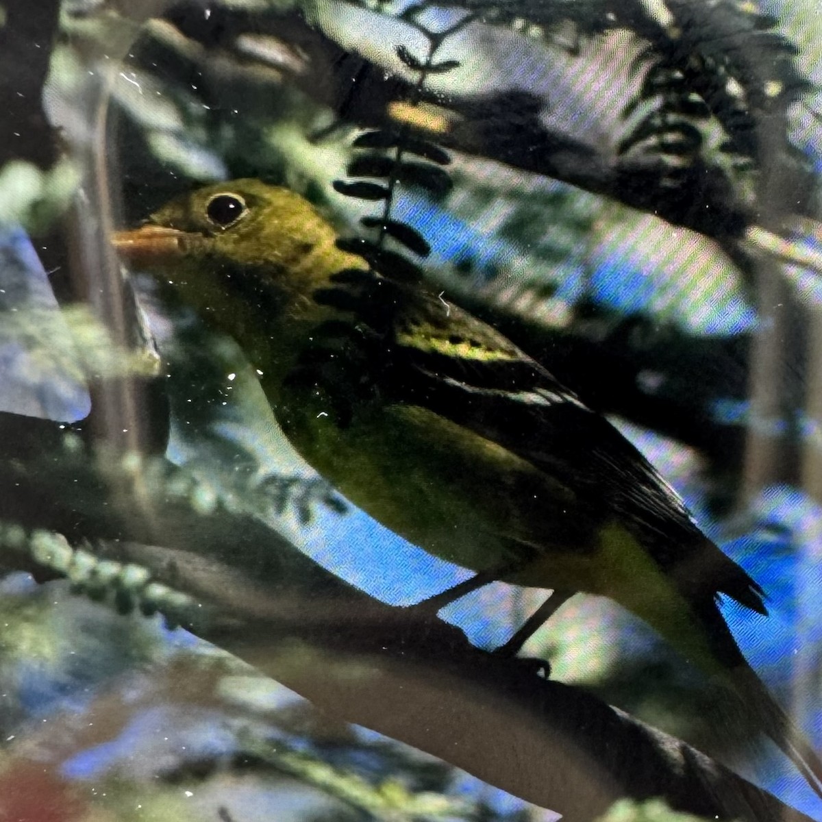 Western Tanager - ML644113783
