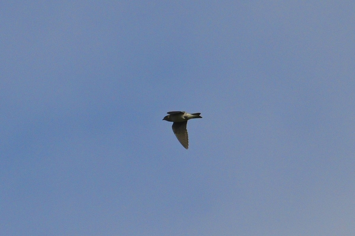 Purple Martin - ML644113788