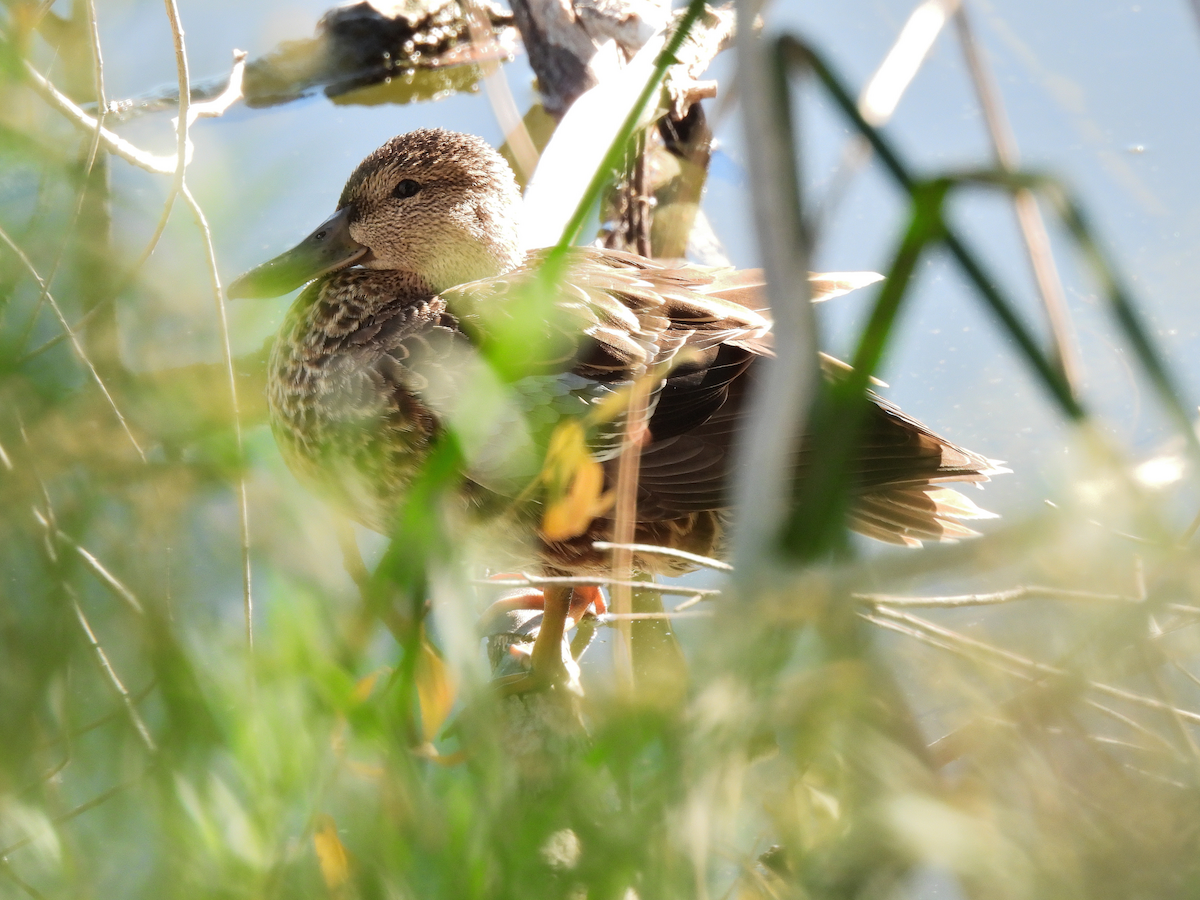 Blue-winged Teal - ML644113797