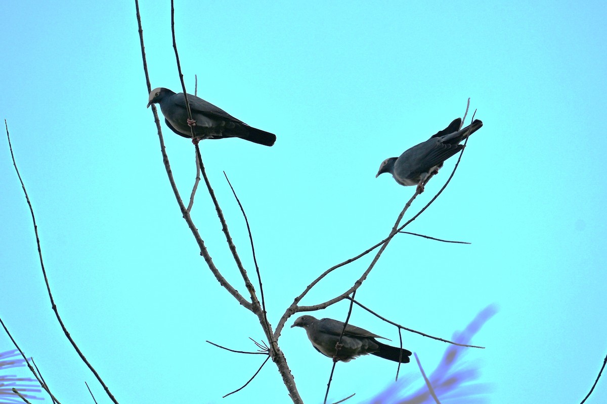 White-crowned Pigeon - ML644113819