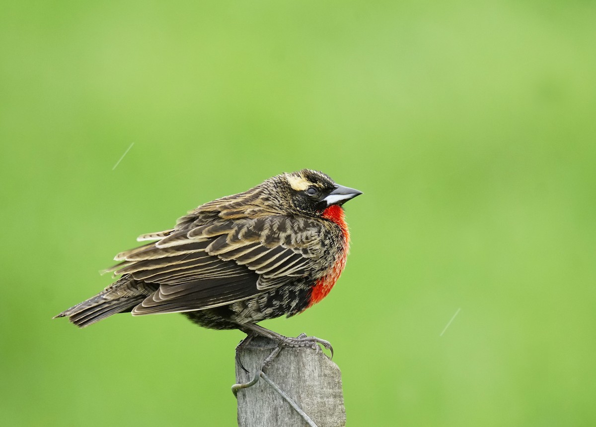 White-browed Meadowlark - ML644113829