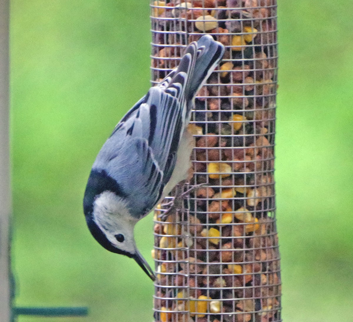 Weißbrustkleiber (carolinensis) - ML644113832