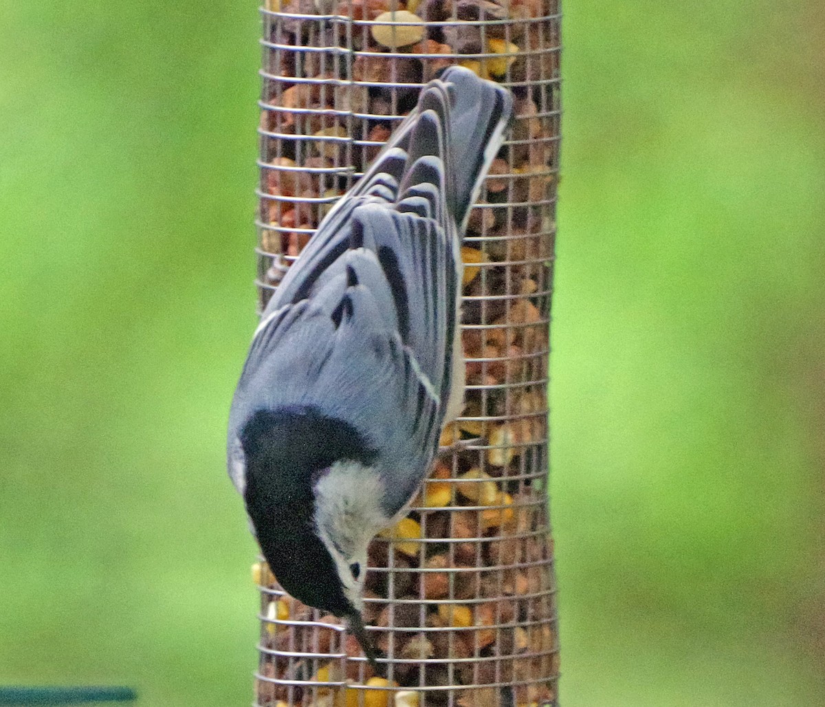 Weißbrustkleiber (carolinensis) - ML644113833