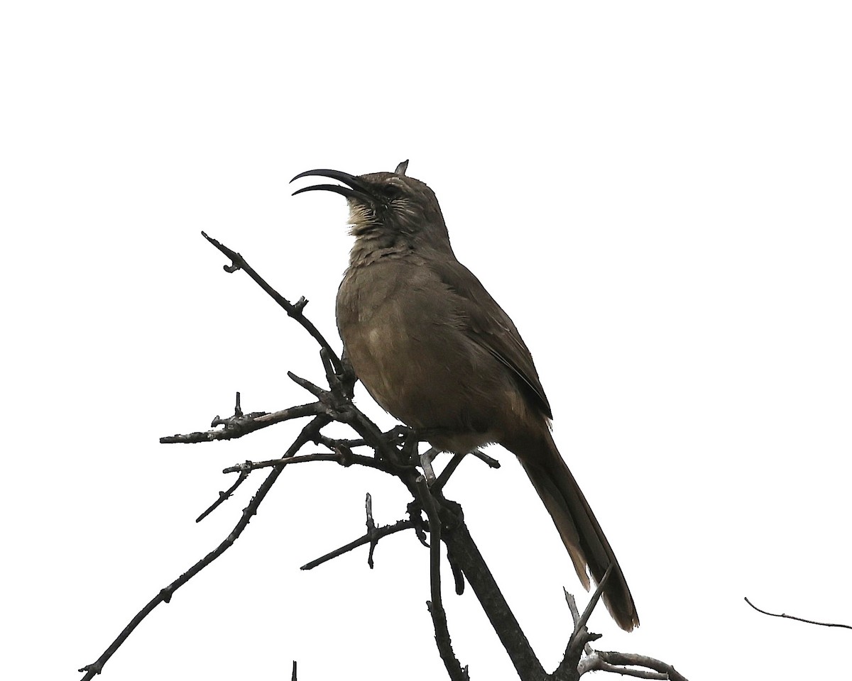 California Thrasher - ML644113845