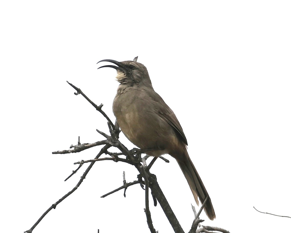 California Thrasher - ML644113846