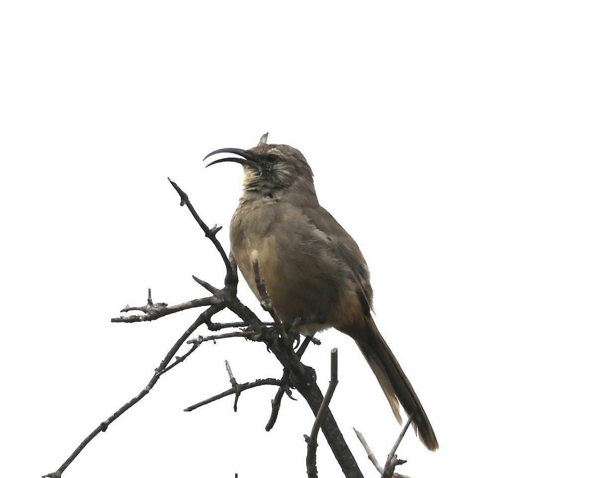 California Thrasher - ML644113847