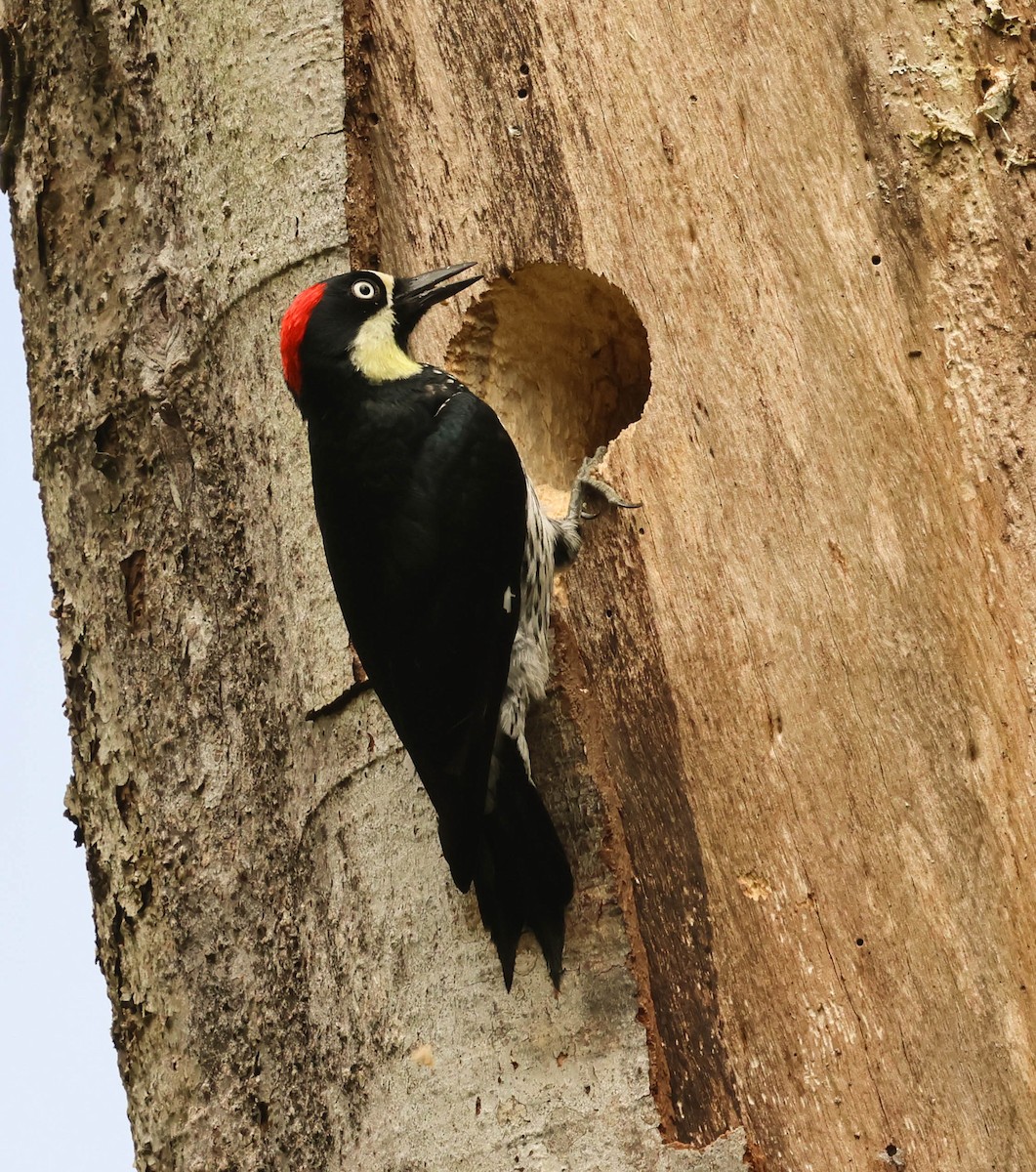 Acorn Woodpecker - ML644113861