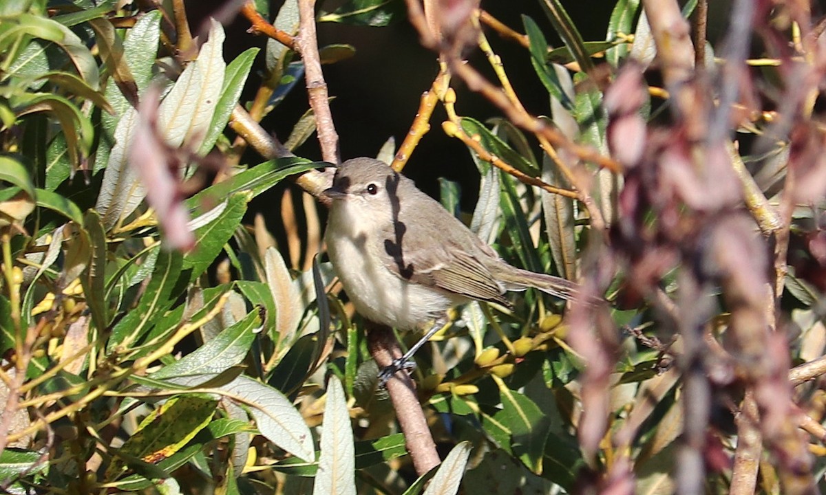 Bell's Vireo (Least) - ML644113868
