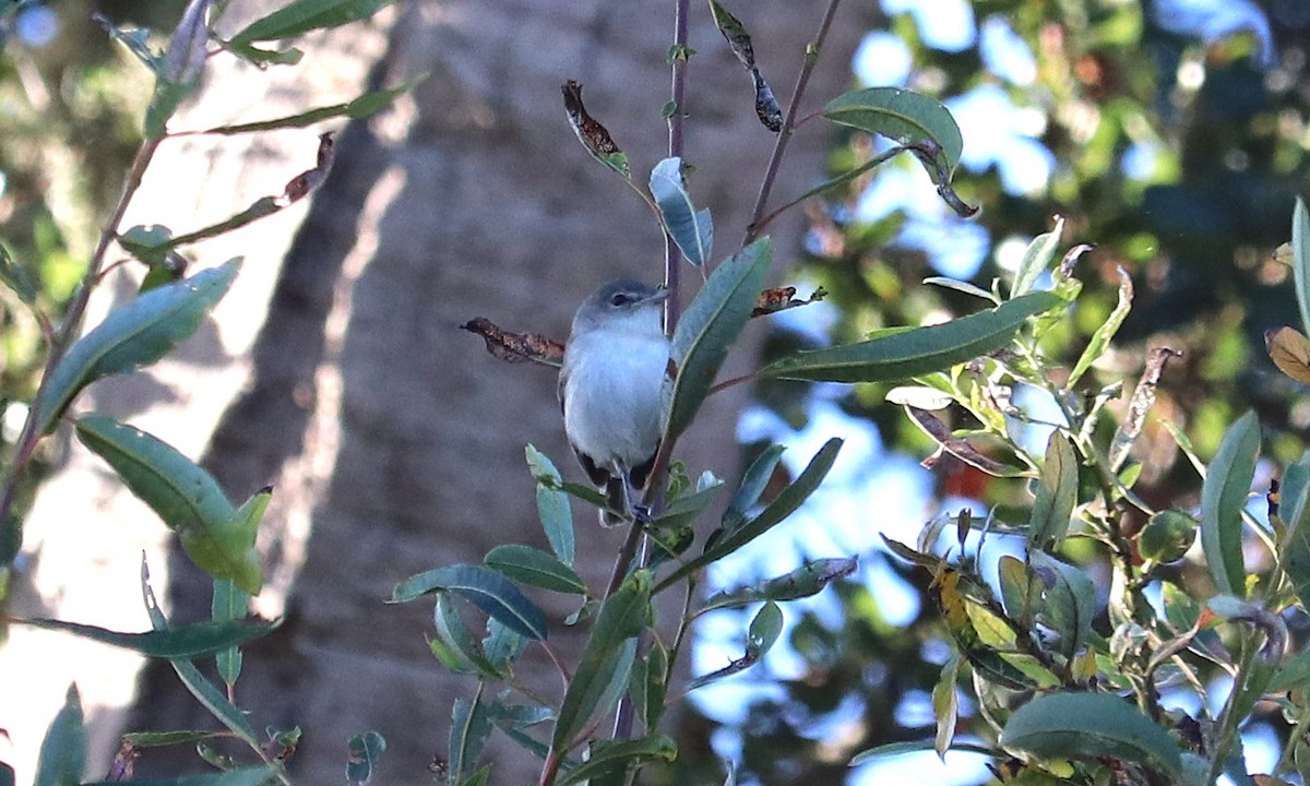Bell's Vireo (Least) - ML644113869