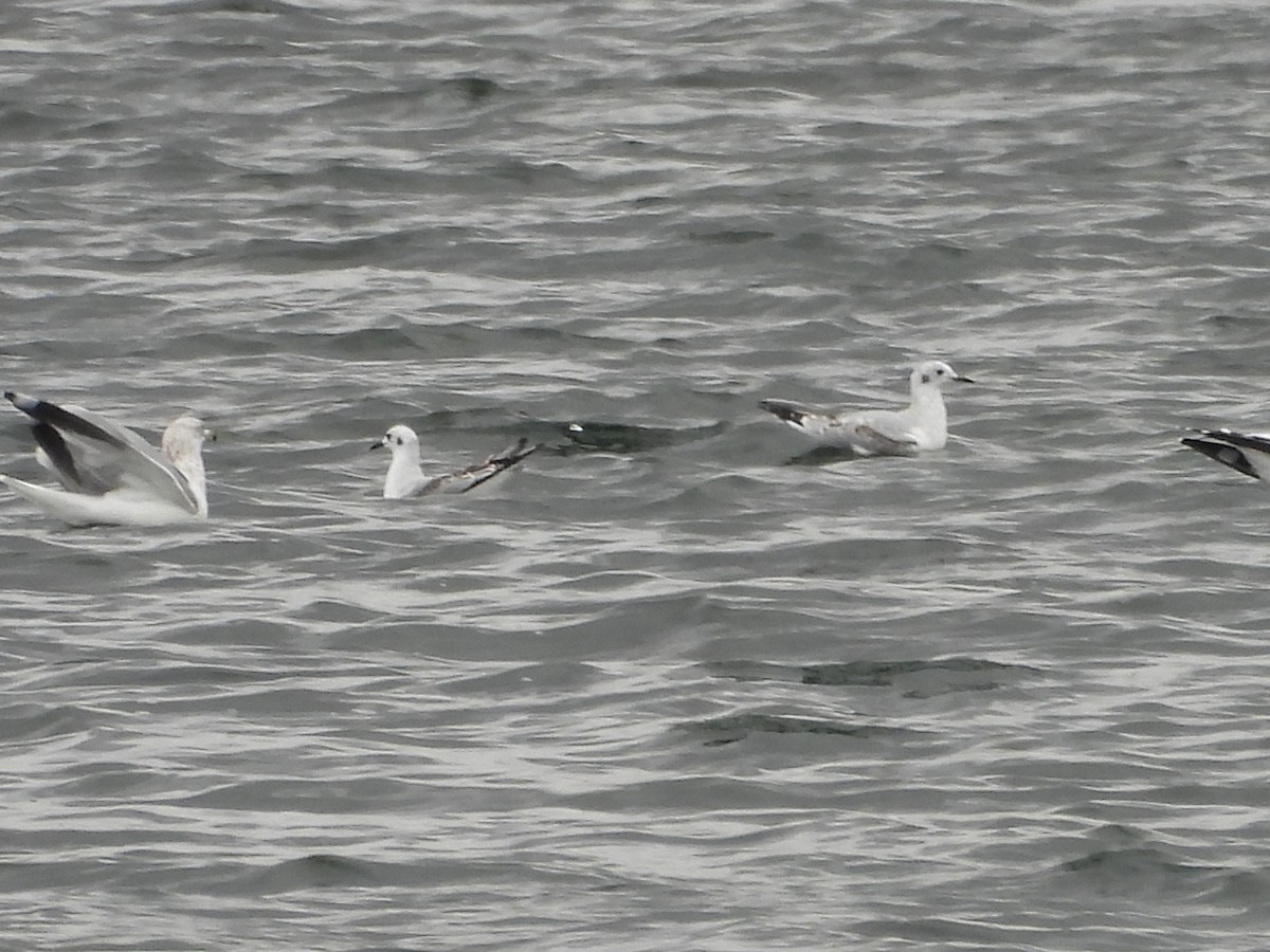 Bonaparte's Gull - ML644113871