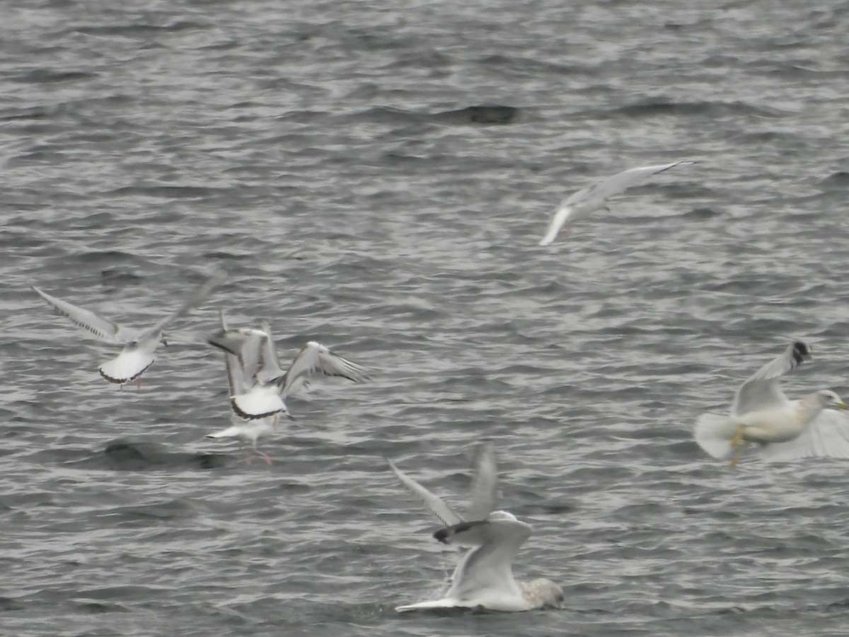 Bonaparte's Gull - ML644113872