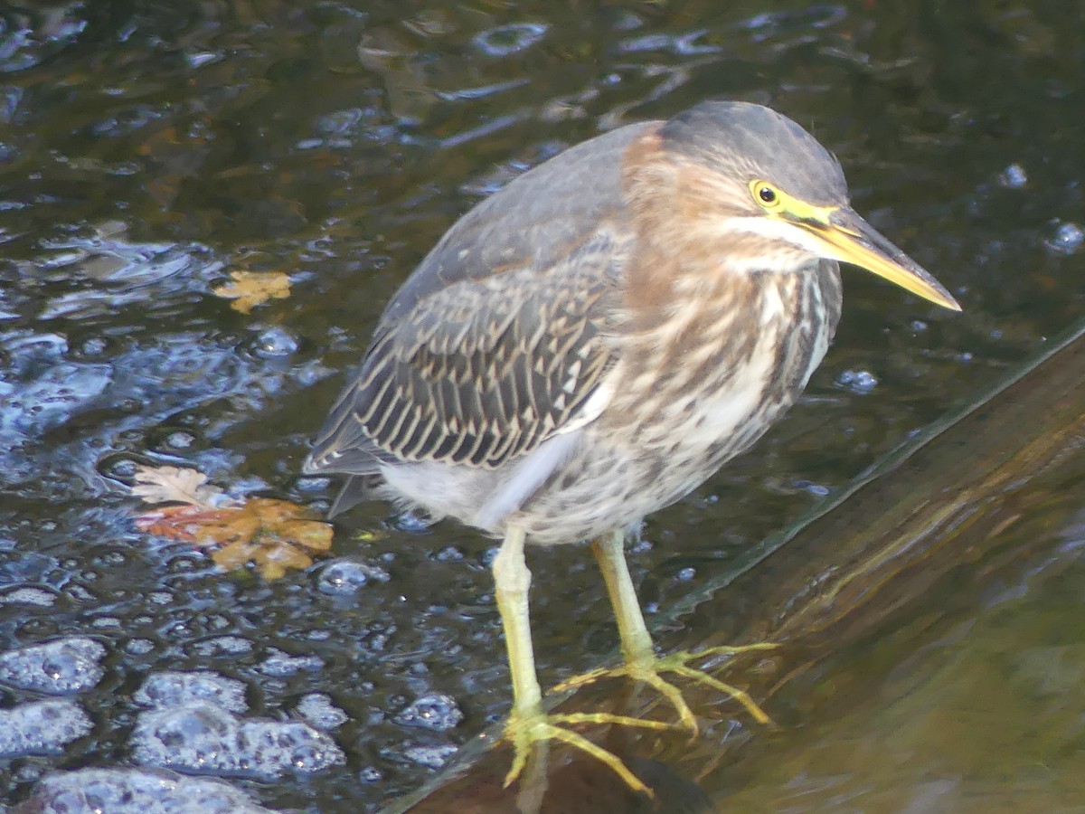 Green Heron - ML644113873