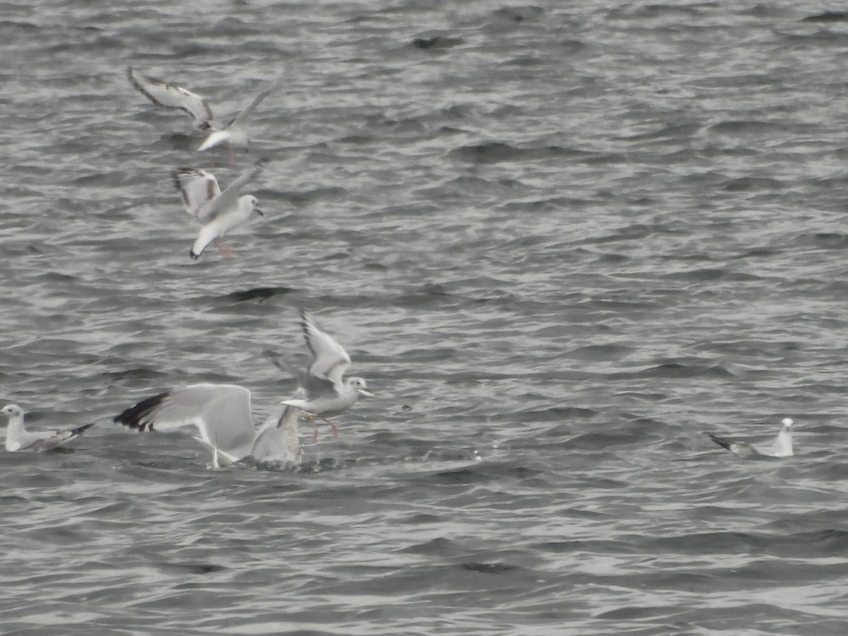 Bonaparte's Gull - ML644113874