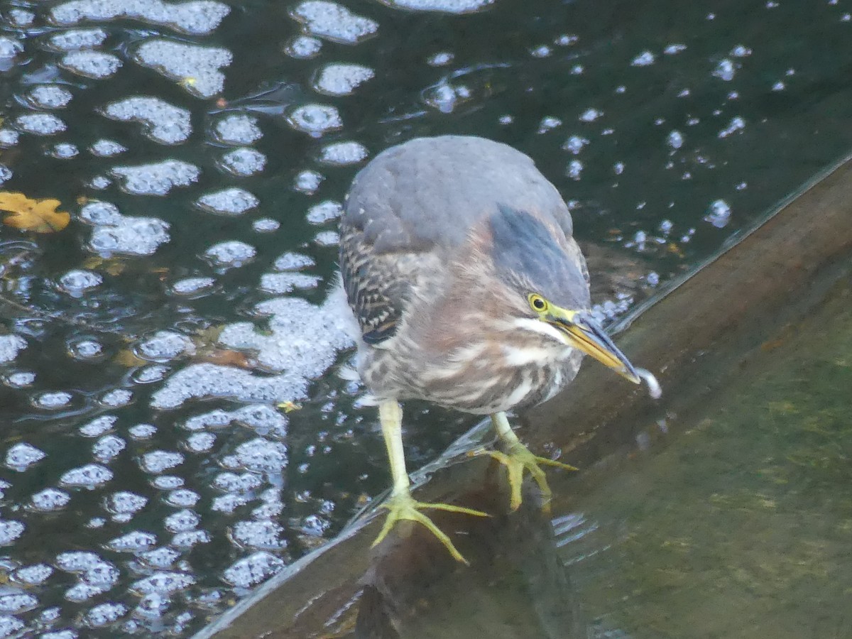 Green Heron - ML644113875