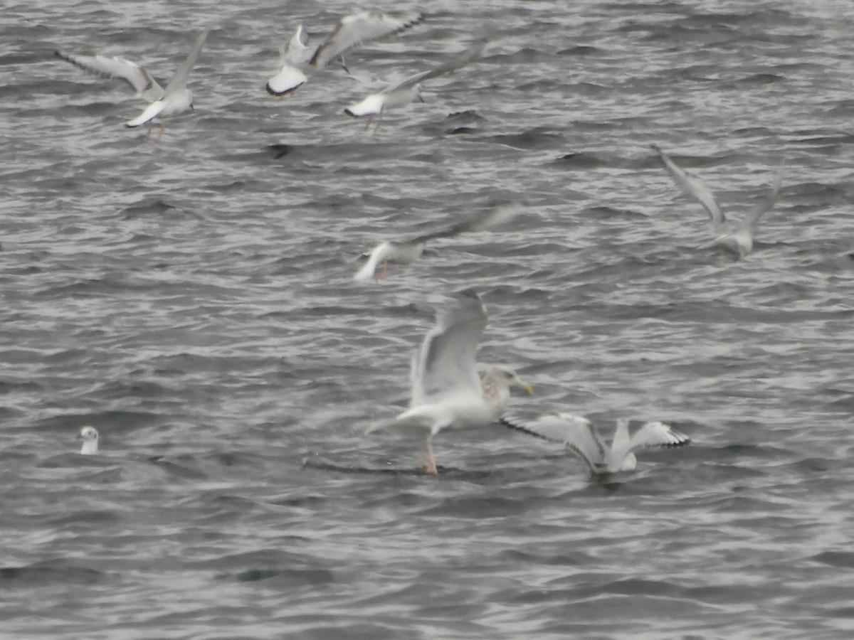 Bonaparte's Gull - ML644113876