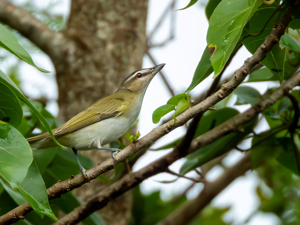 Kızıl Gözlü Vireo - ML644113909