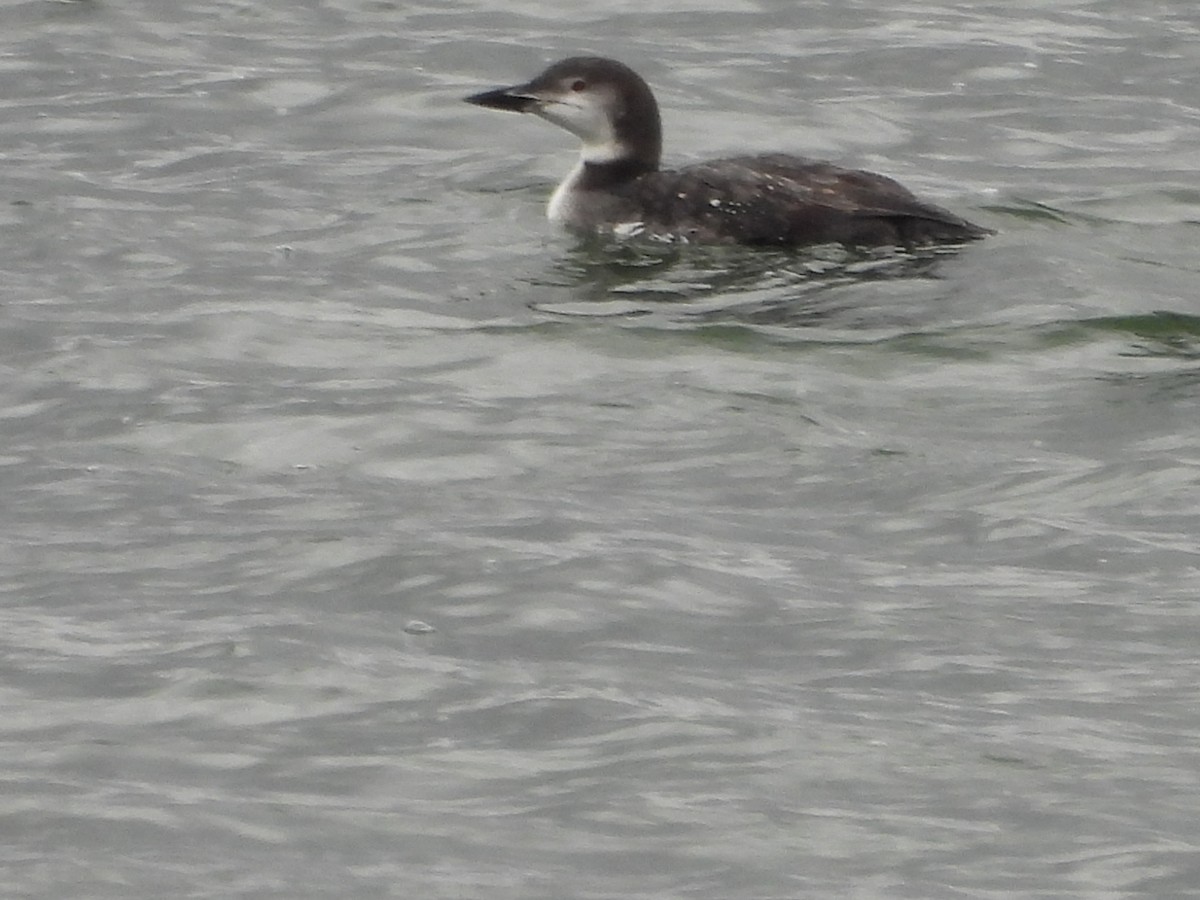 Common Loon - ML644113929