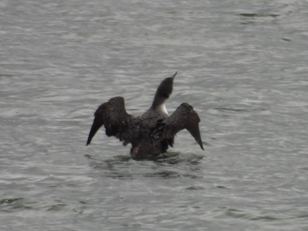 Common Loon - ML644113930