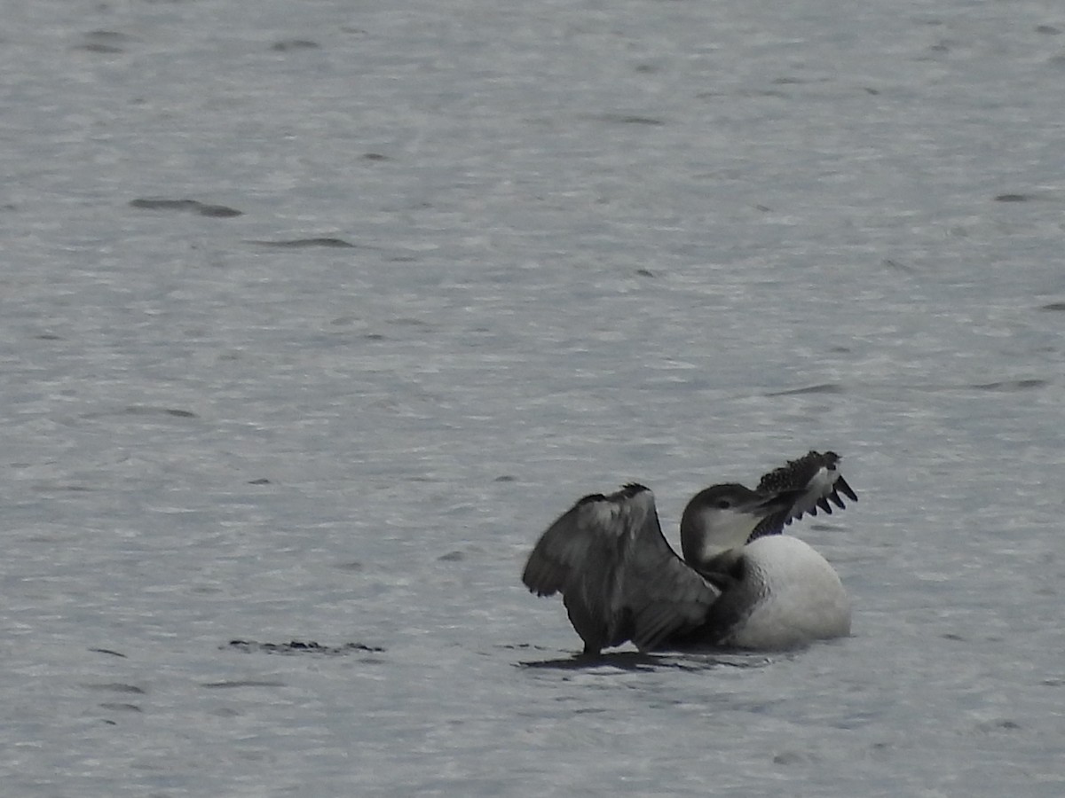 Common Loon - ML644113933