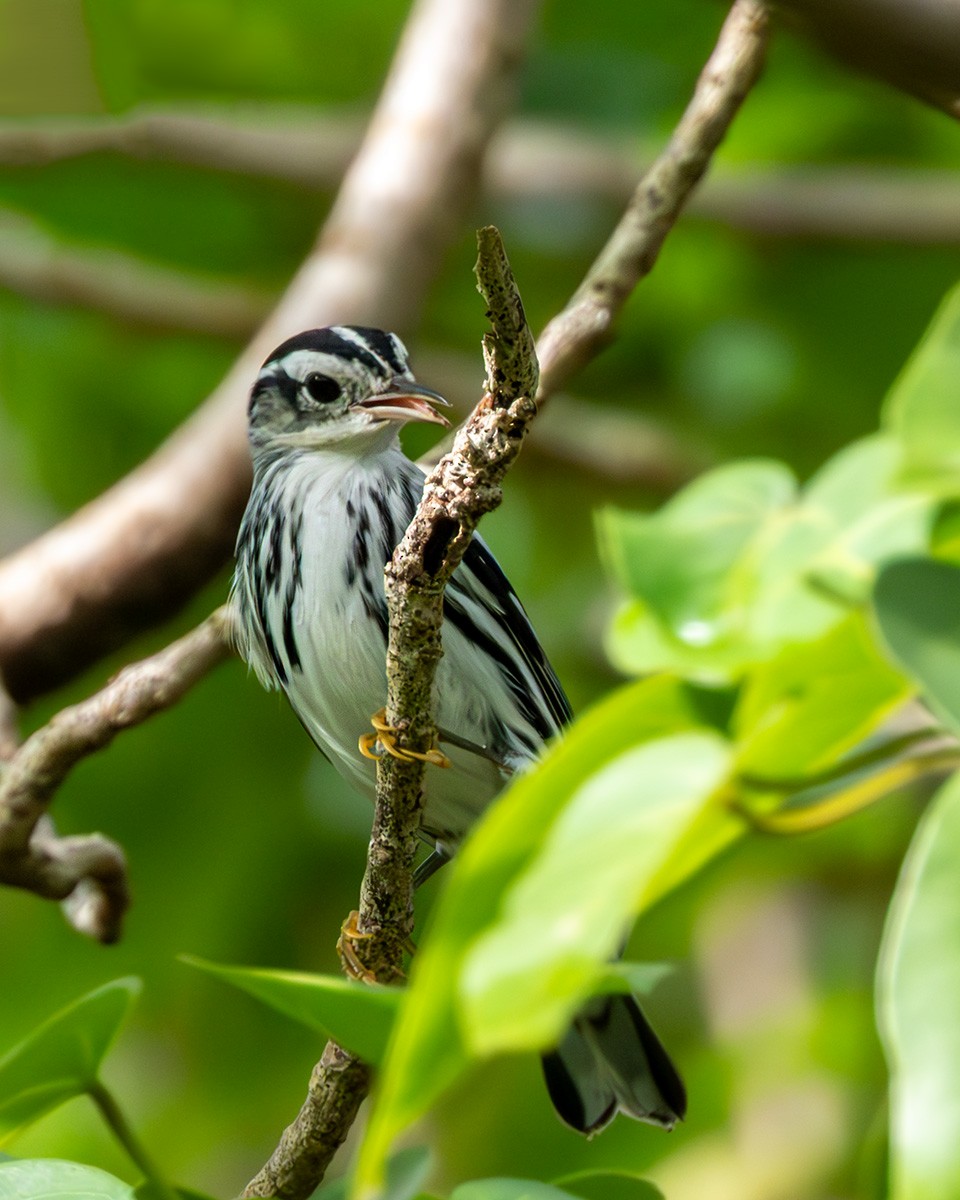 Tırmaşık Ötleğeni - ML644113935