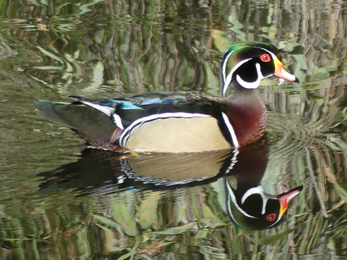 Wood Duck - ML644113944