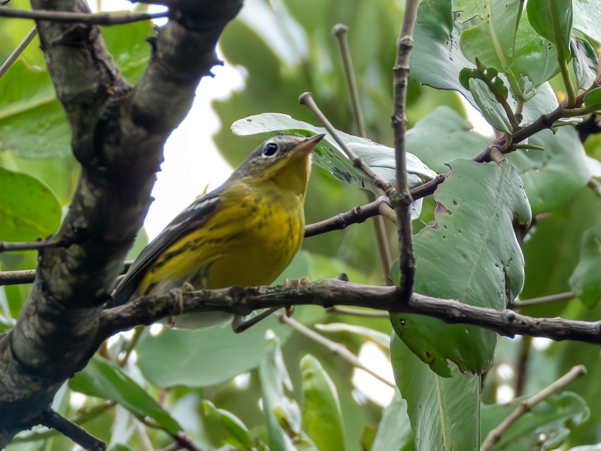 Manolya Ötleğeni - ML644113945