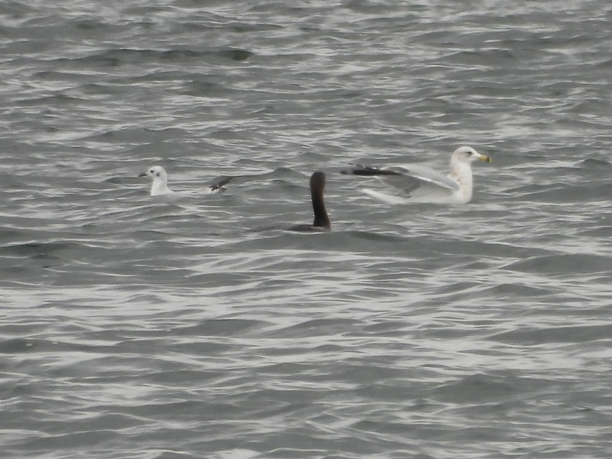 Double-crested Cormorant - ML644113948