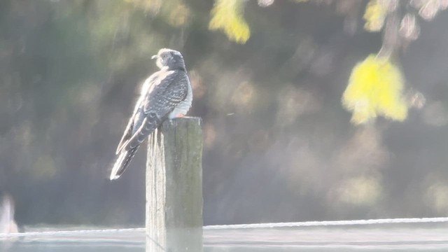 Common Cuckoo - ML644113949