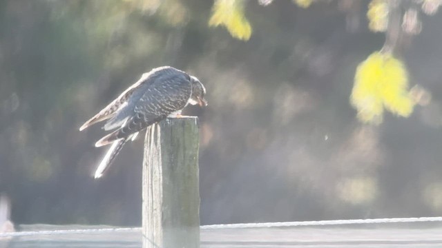 Common Cuckoo - ML644113961
