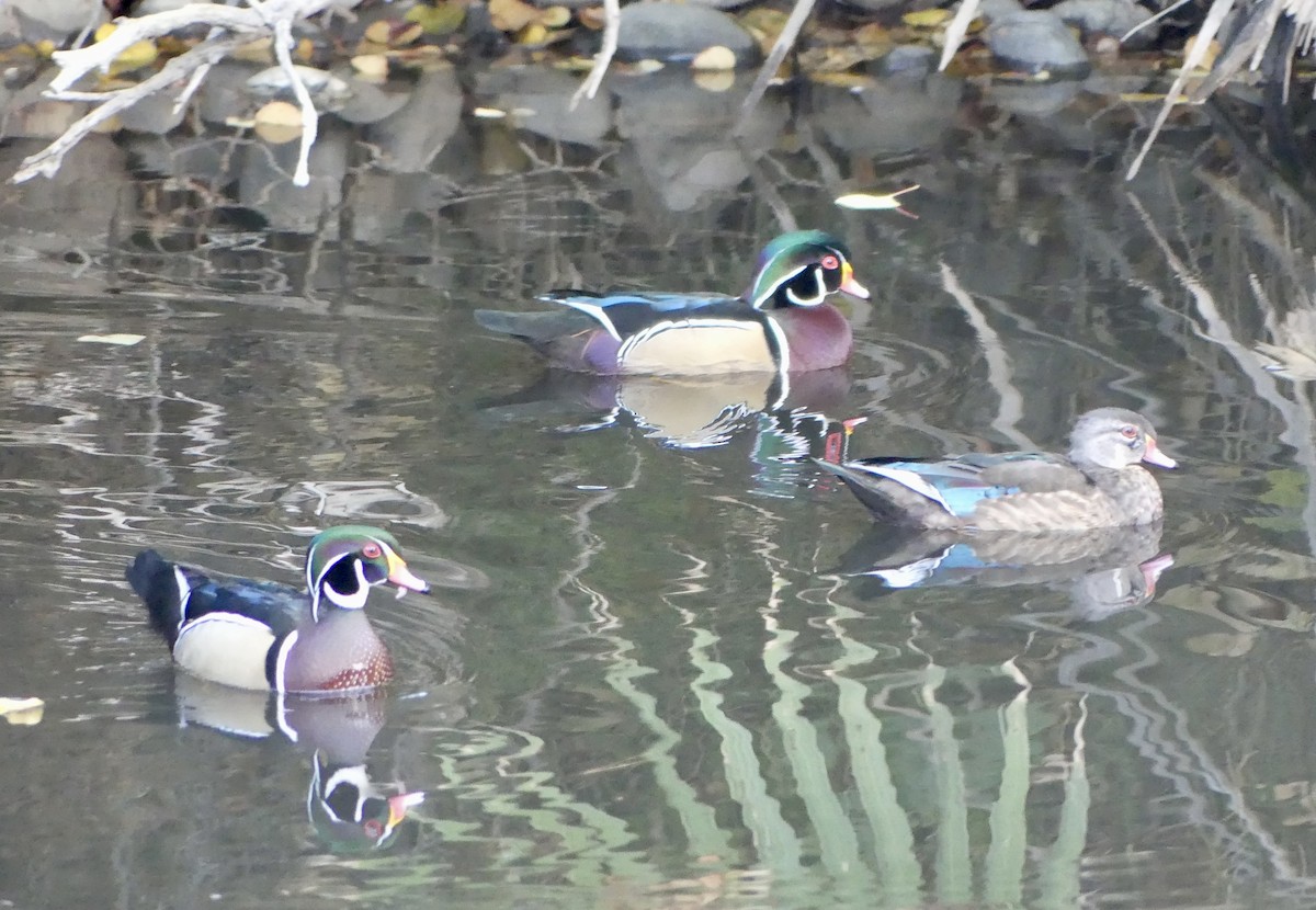 Wood Duck - ML644113977