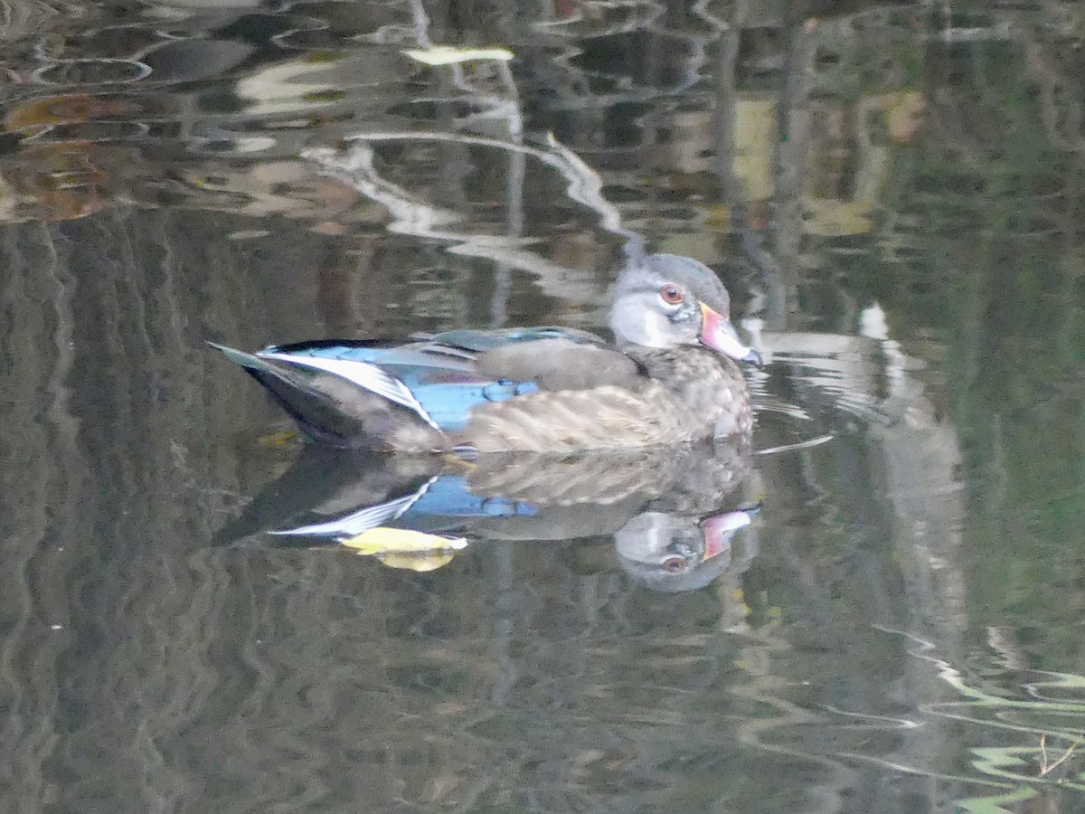 Wood Duck - ML644113978