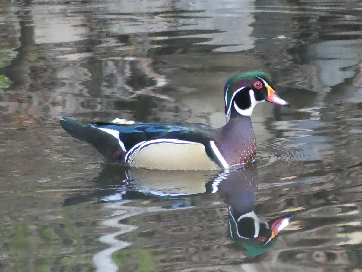 Wood Duck - ML644113980
