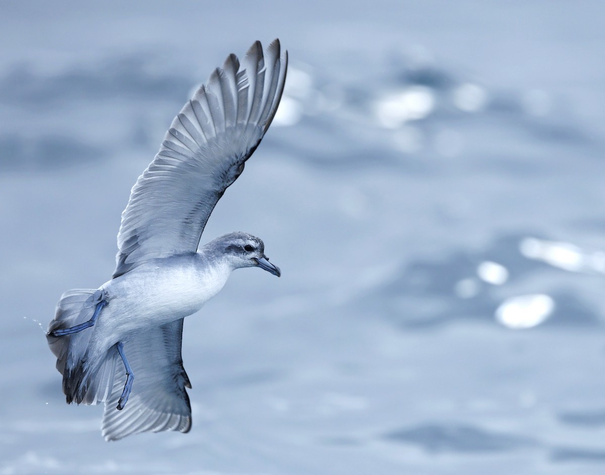 Fairy Prion - ML644113985