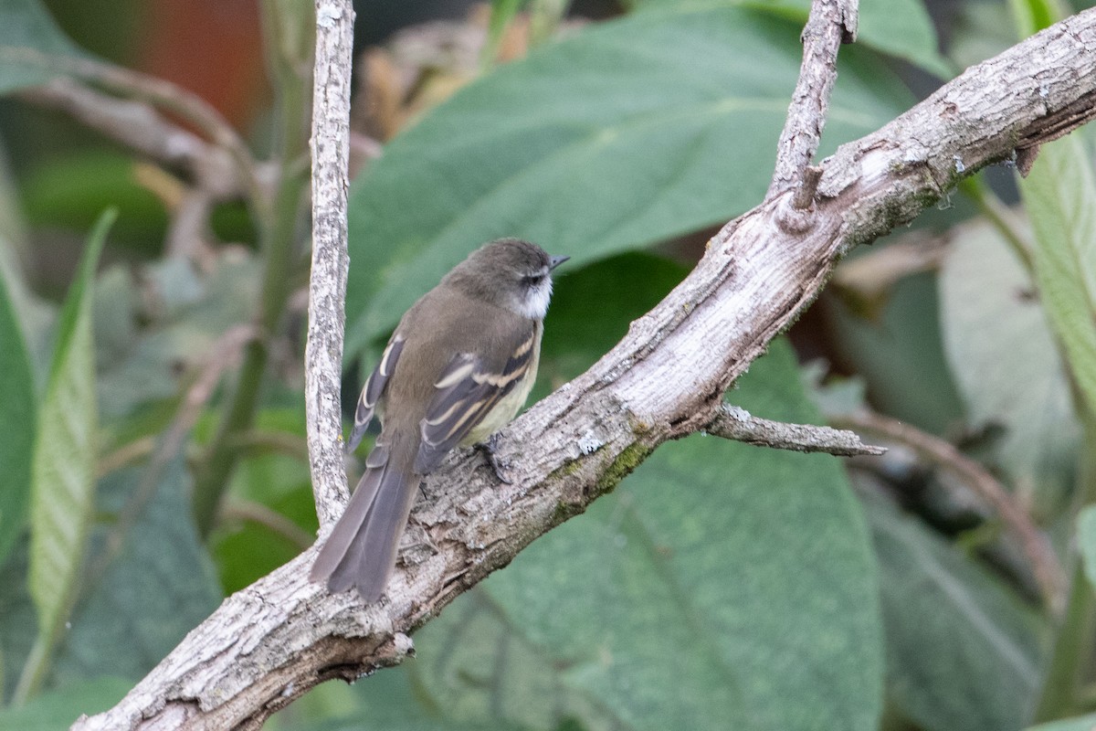 White-throated Tyrannulet - ML644114003