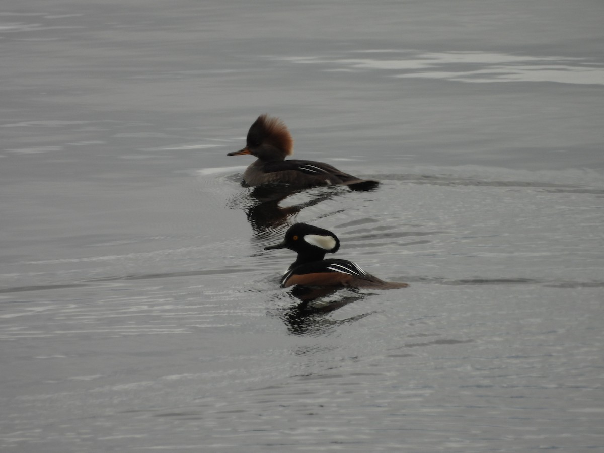 Hooded Merganser - ML644114011