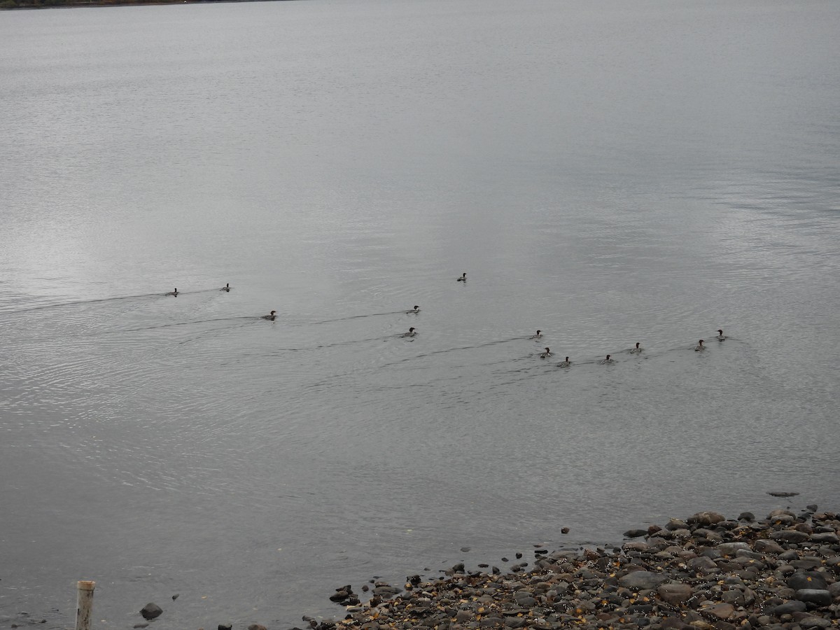 Common Merganser - ML644114018