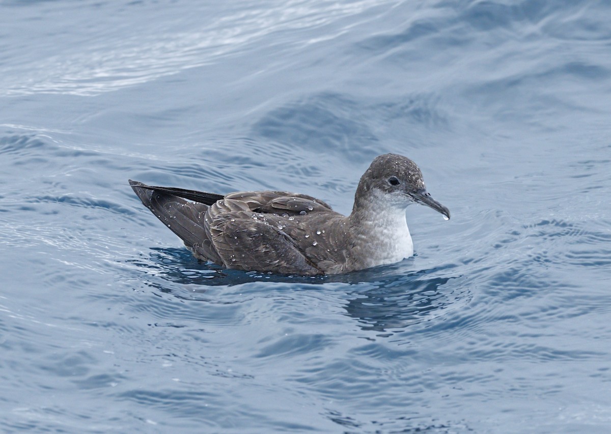 Fluttering Shearwater - ML644114022